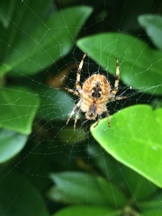 Araneus diadematus