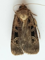 Pseudohermonassa tenuicula