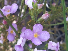Lachnaea uniflora