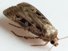 Pseudohermonassa tenuicula