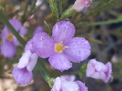 Lachnaea uniflora
