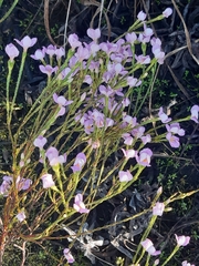 Lachnaea uniflora
