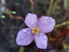 Lachnaea uniflora