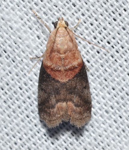 Acrobasis caryalbella