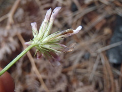 Trifolium pinetorum