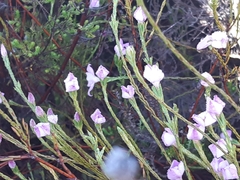 Lachnaea uniflora