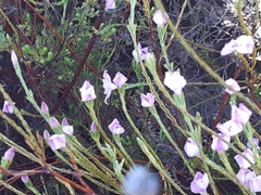 Lachnaea uniflora