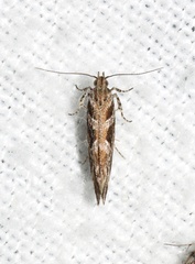 Aristotelia fungivorella