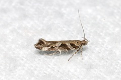 Aristotelia fungivorella