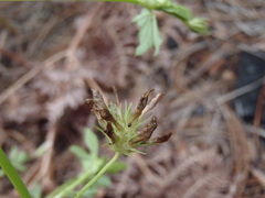 Trifolium pinetorum