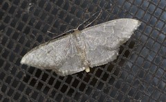Idaea coercita