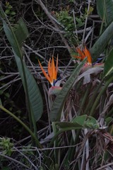 Strelitzia reginae
