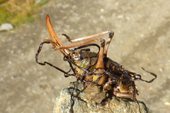 Anonconotus pusillus