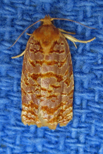 Georgia Archips Moth photo 3