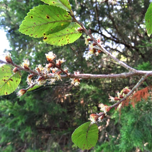 Cedar elm (Ulmus crassifolia)