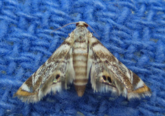 Eoparargyractis irroratalis