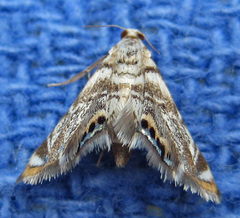 Eoparargyractis irroratalis