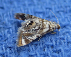 Eoparargyractis irroratalis