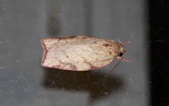 Euchaetis inceptella