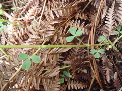 Trifolium pinetorum