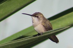 Trochilidae