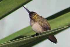 Trochilidae