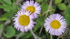 Erigeron glabellus