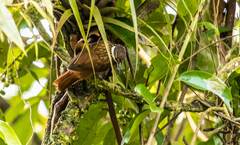 Pseudocolaptes boissonneautii