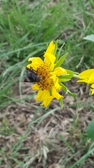 Copestylum violaceum