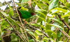 Chlorornis riefferii