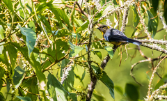 Anisognathus lacrymosus
