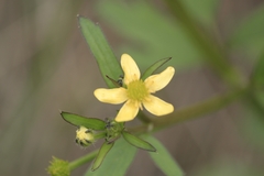 Ranunculus japonicus