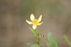 Ranunculus japonicus