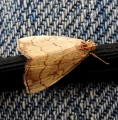 Evergestis pallidata