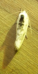 Antaeotricha