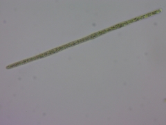 Planktothrix