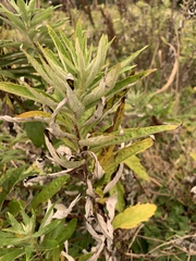 Artemisia suksdorfii