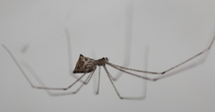 Crossopriza