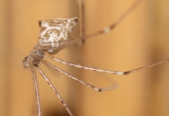 Crossopriza
