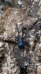 Latrodectus hesperus