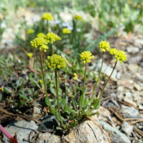 Eriogonum umbellatum var. nelsoniorum