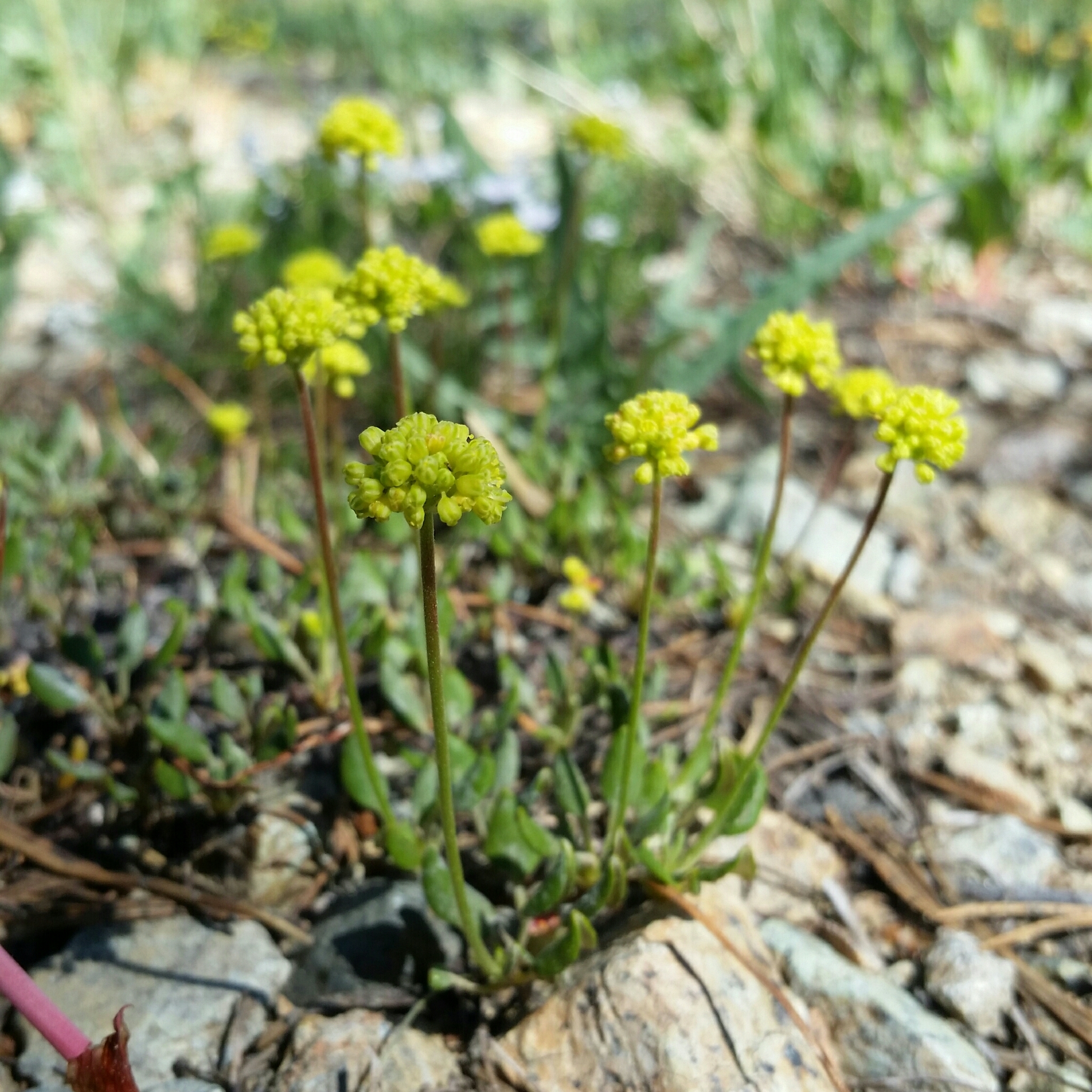 Eriogonum umbellatum var. nelsoniorum