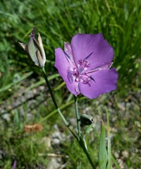 Calochortus nudus