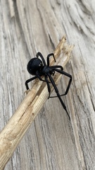 Latrodectus hesperus