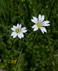Cerastium arvense strictum