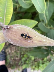 Oncopeltus fasciatus