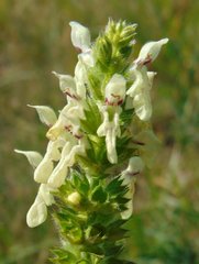 Stachys recta
