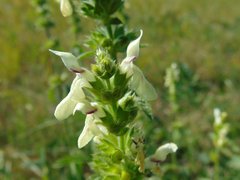 Stachys recta