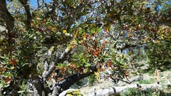 Cercocarpus ledifolius intermontanus