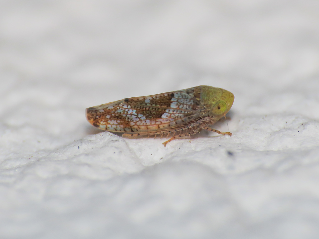 Hishimonus hamatus